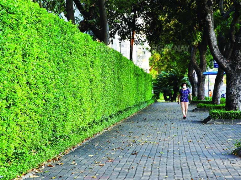 Green fences in Phu My Hung